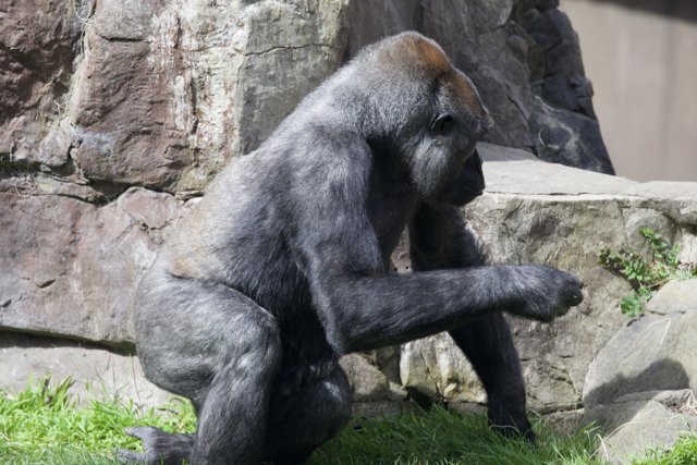 Contemplative Gorilla at SF Zoo
