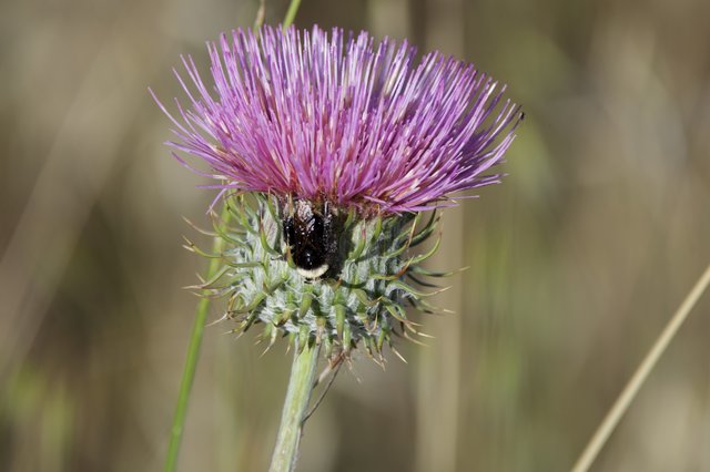 Bumblebee Foraging on Purple Thistle Bloom