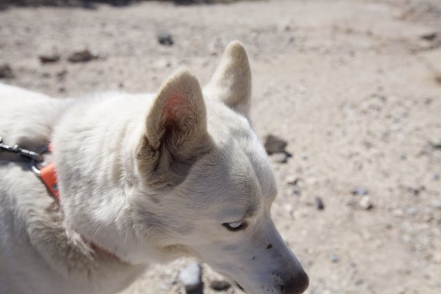Desert Adventure with a Husky Companion