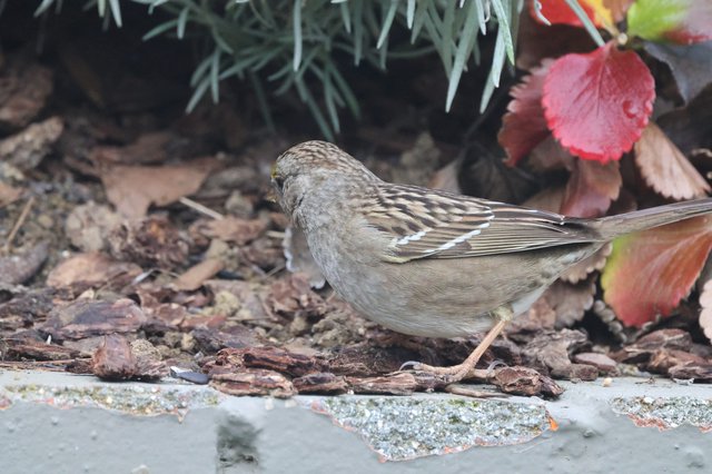Small Brown Sparrow Foraging Among Autumn Leaves