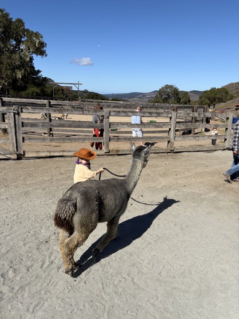 Llama Adventures in Carmel Valley