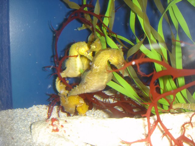 Seahorses of the Sea Life Tank