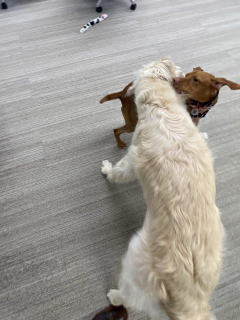 Canine Clash: Battle Over a Toy