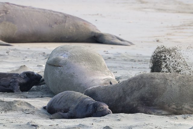 Northern Elephant Seals Resting on Sandy Beach