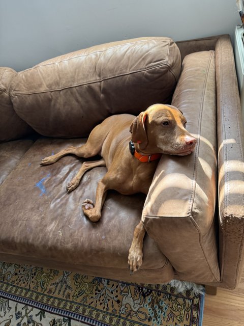 Cozy Canine Morning