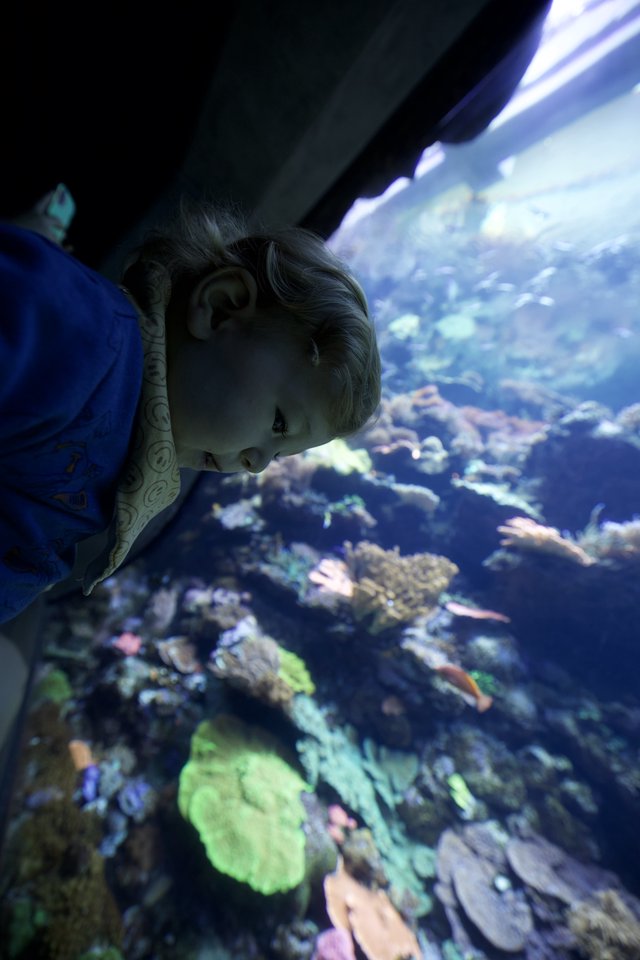 Child's Wonder at Aquarium Coral Reef Display