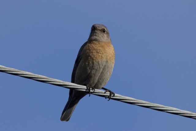 Perched in Perfection