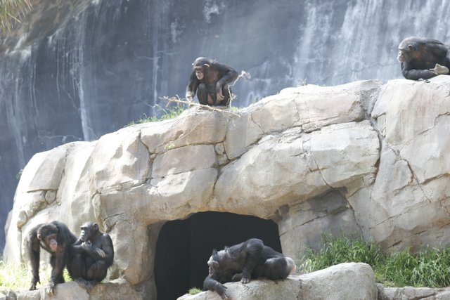 Chimpanzees in the Wild