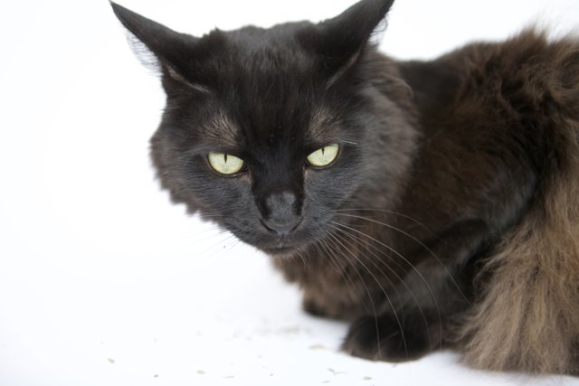 The Enchanting Charm of a Black Cat
