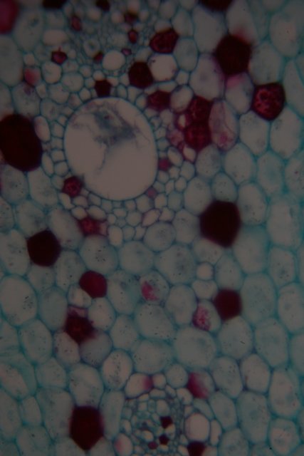 In Focus: A Plant Cell's Dotted Design