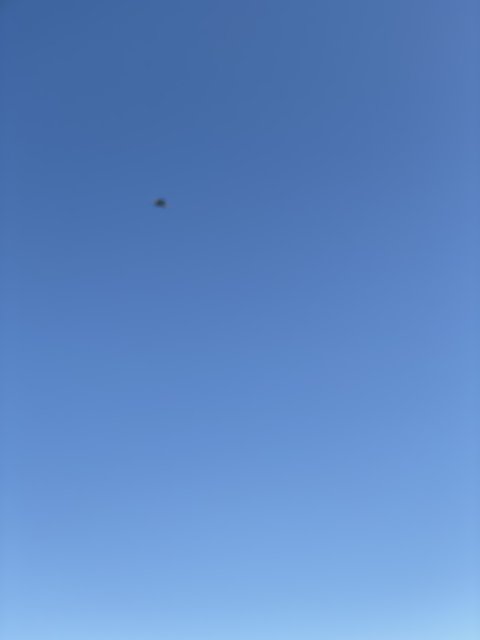 Majestic Bird taking flight on a Beautiful Blue Sky