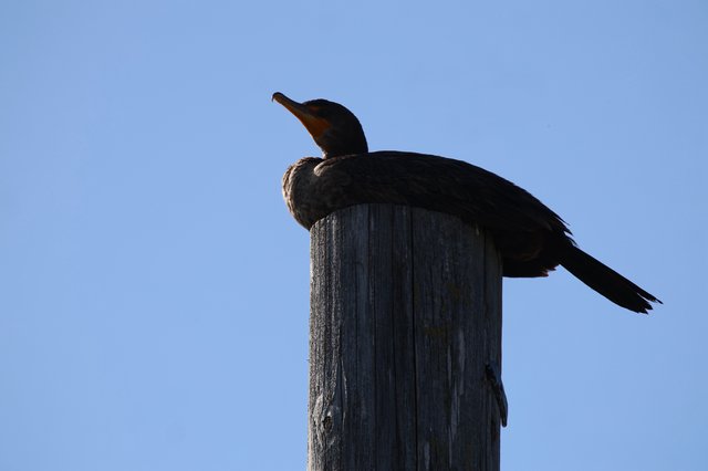 Double-Crested Cormorant Silhouetted on Weathered Wooden Post