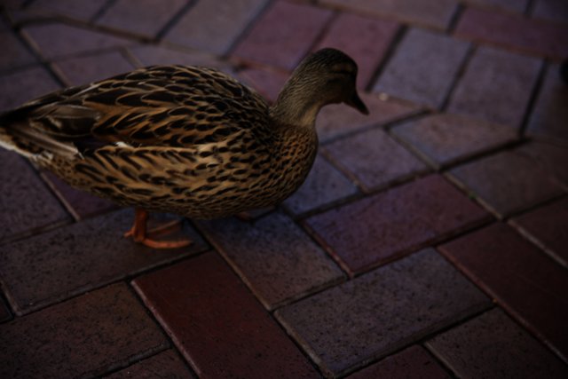 Strolling Duck at Disneyland
