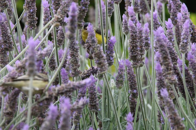 Yellow Bird Hidden Among Purple Lavender Blooms