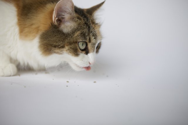 Curious Cat Sniffs Out a Treat
