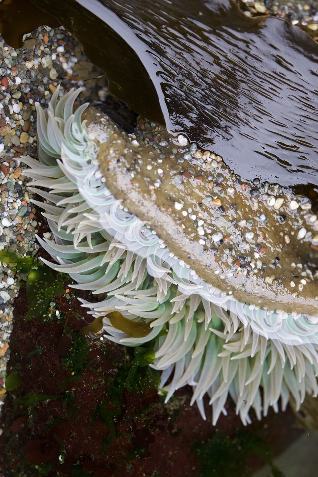 Giant Green Anemone Unfurled in Tidal Pool