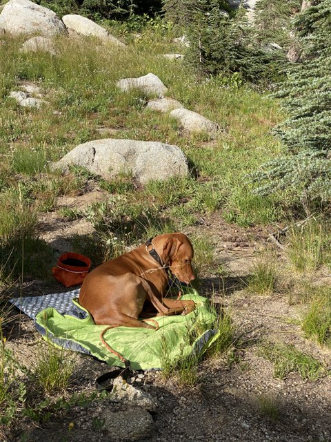 Resting in the Wilderness