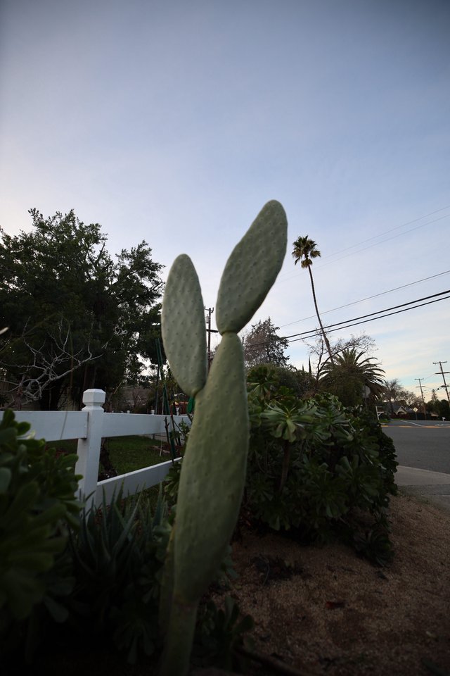 Prickly Pear Cactus at Dusk in Suburban California