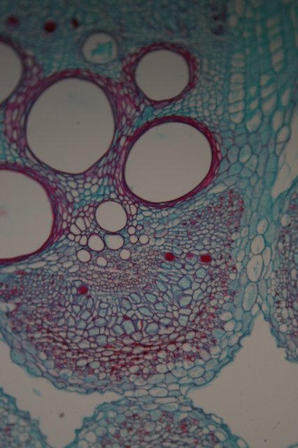 The Beautiful Diversity of Plant Cells