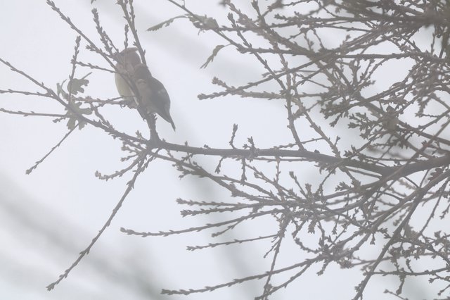 Small Bird Perched on Bare Winter Branches