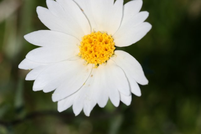 White Daisy in a Green Field