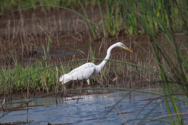 Great Egret Hunting in Shallow Wetland Waters