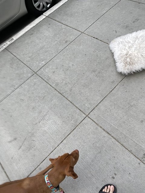 Curious Pup contemplates Decor