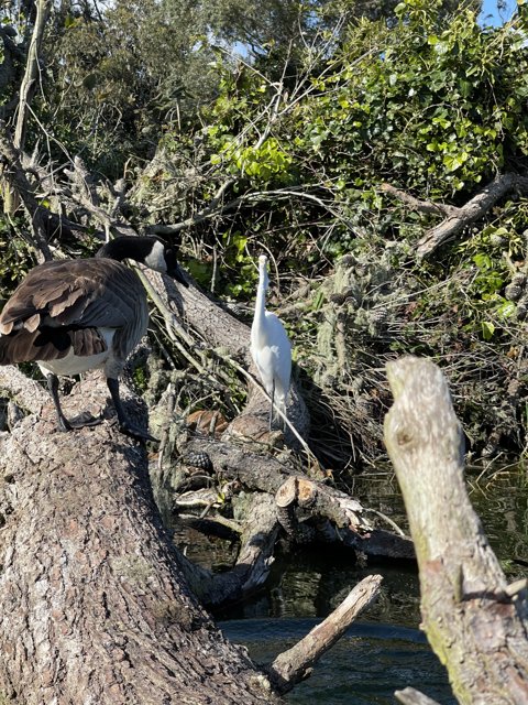 Majestic Waterfowl on Driftwood