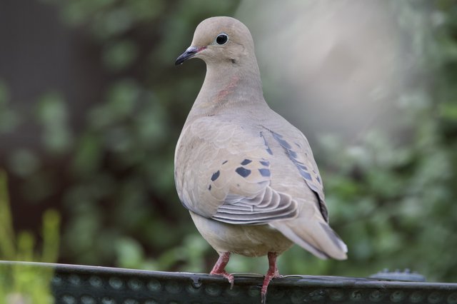 Mourning Dove Perched on Garden Rail