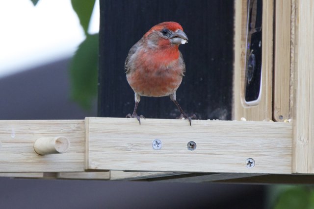 Perch and Peek
