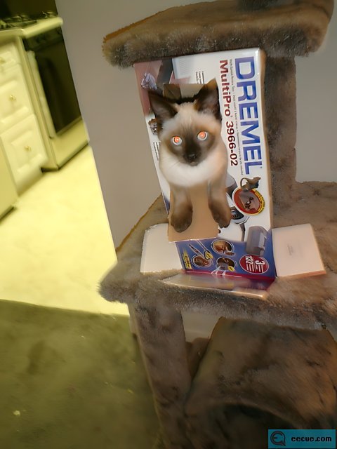 Cat on a Dreamlitter Box