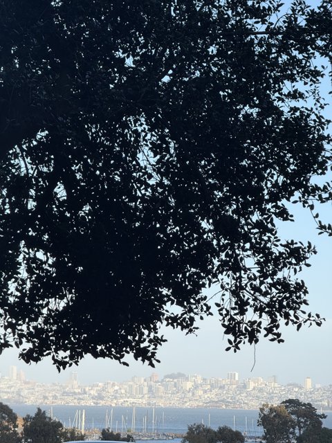Sausalito's Natural Frame