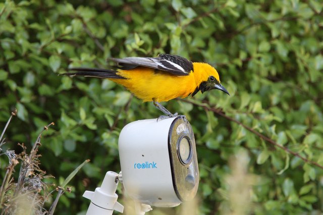 Hooded Oriole Perched on Security Camera
