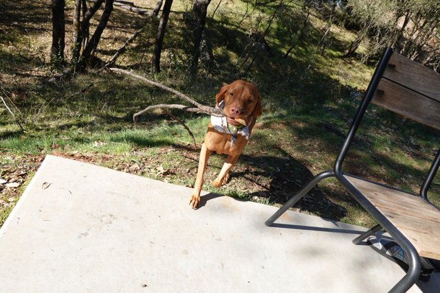 Happy Doggo with His New Stick