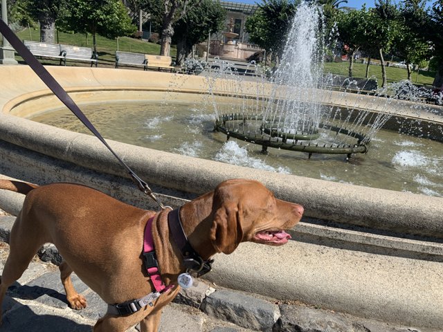 Canine at the Grand Fountain