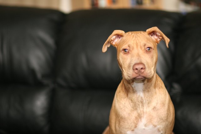 Pitbull Posing on a Plush Couch