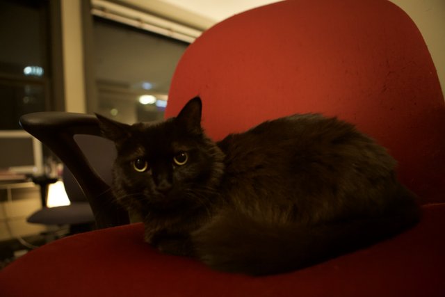 Midnight on the Red Chair