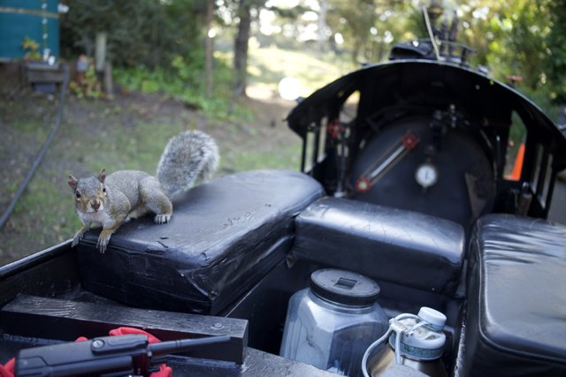 The Hitchhiking Squirrel at SF Zoo
