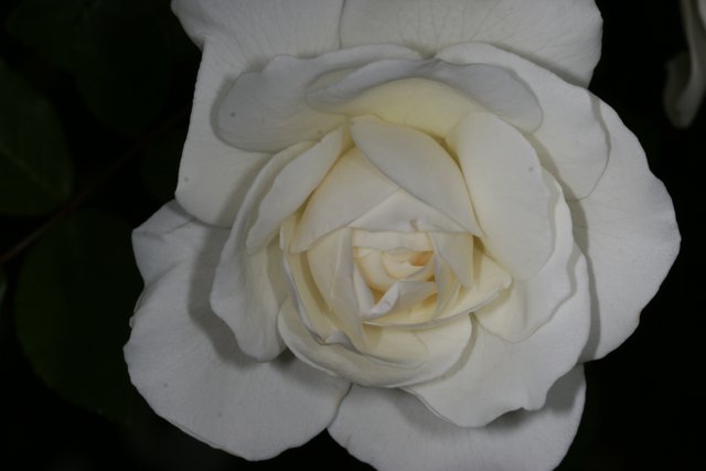 A Single White Rose in the Shadows