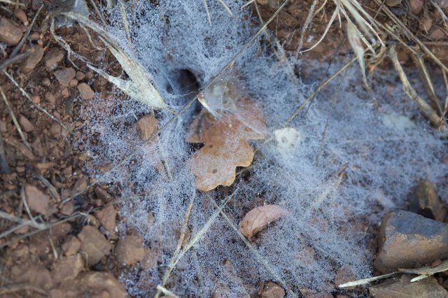 Spider Web Shroud Over Forest Floor Debris