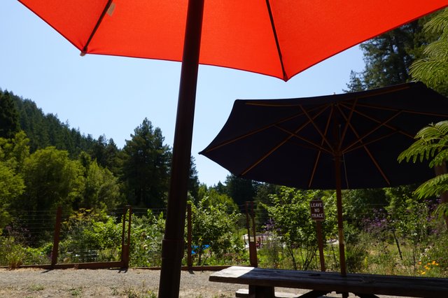 Colorful Umbrellas in Garden Setting