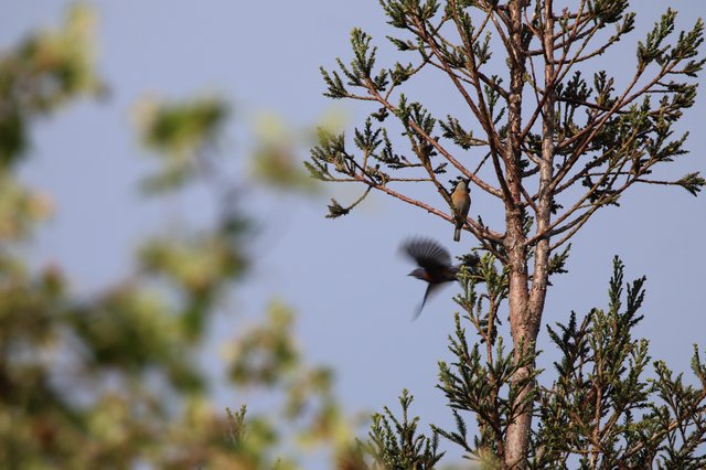 Birds in Flight Captured Among Evergreen Branches