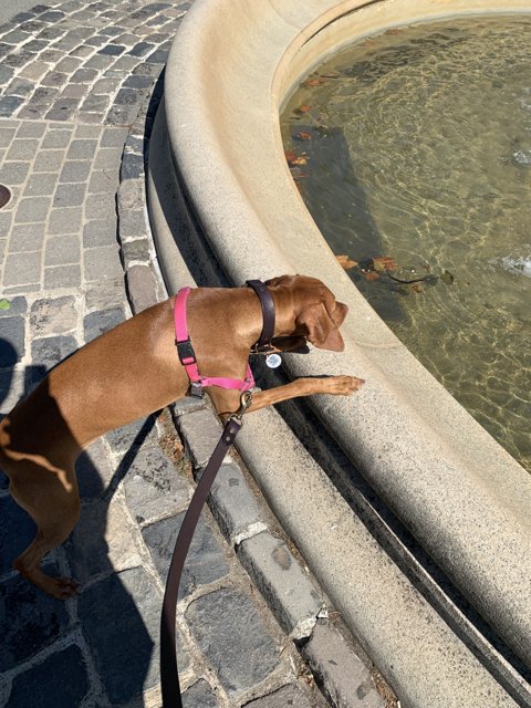 A Pooch's Paws at the Fountain