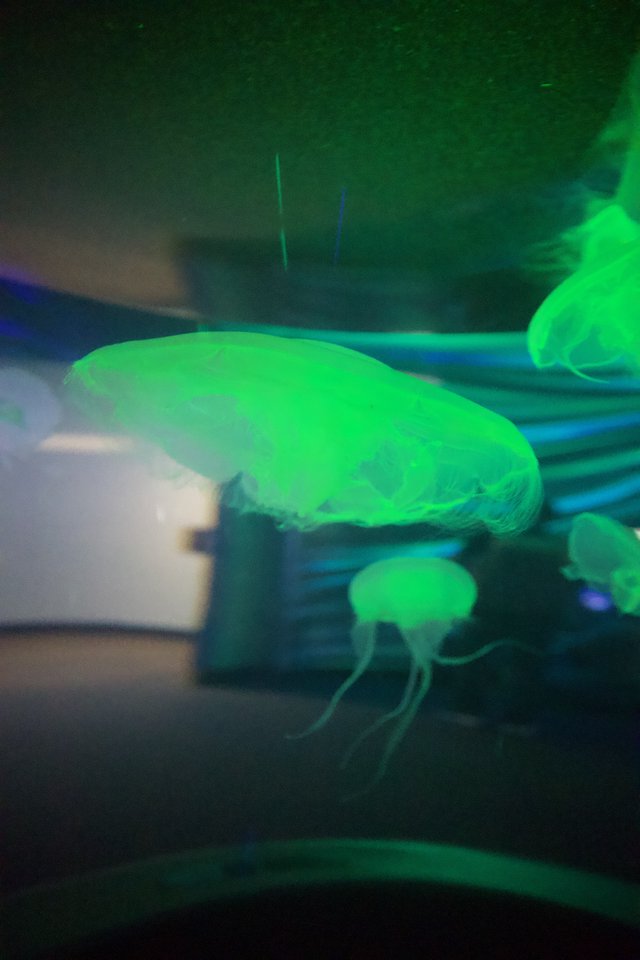 Glowing Jellyfish Display in Aquarium Tank