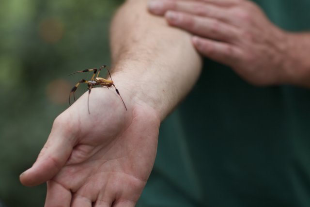 Spider on a Hand