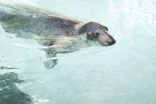 Graceful Seal Gliding through the Waters