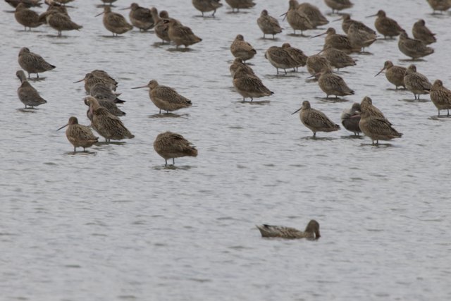 Symphony of Sandpipers