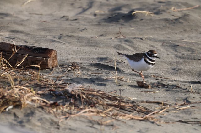 Killdeer Foraging on Sandy Beach at Drakes Beach