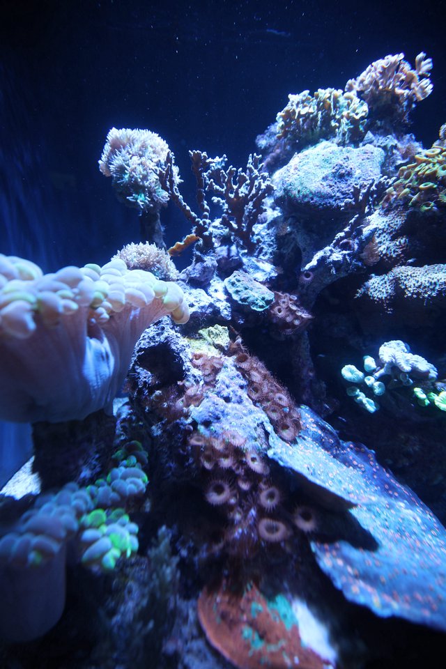 Vibrant Coral Reef Display in Marine Aquarium