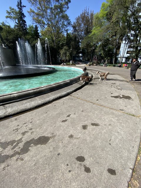 Paws-ing by the Fountain